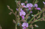 Hairy small-leaf ticktrefoil